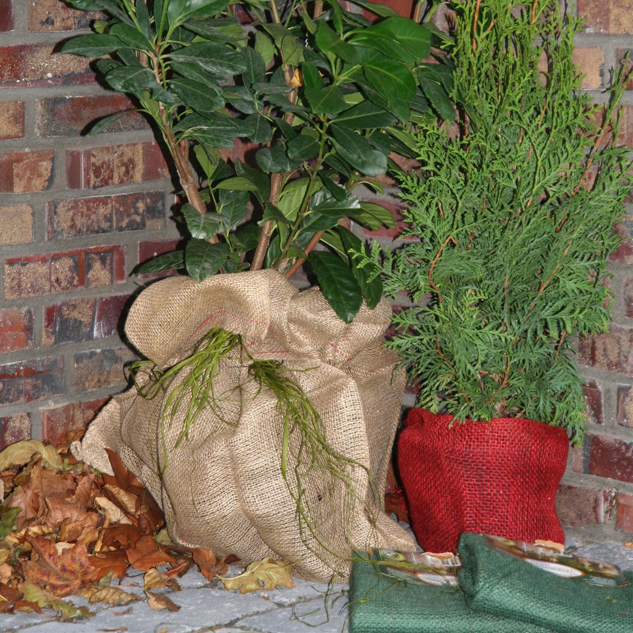 V27018_Jutesack_als_Winterschutz_robustes_Naturmaterial_natur_5_1280x1280.jpg V27018_Jutesack_als_Winterschutz_robustes_Naturmaterial_natur_5_1280x1280.jpg