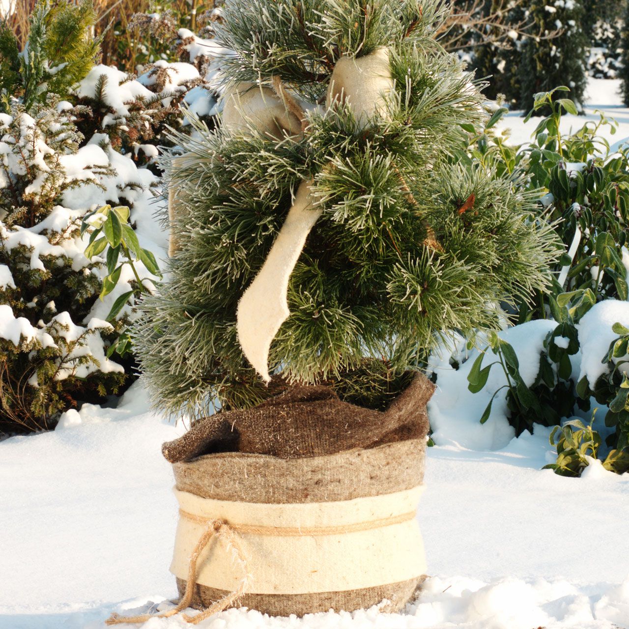 V25862_Winterschutz_Schafwoll-Wickelband_Stammschutz_wollweiss_3_1280x1280.jpg V25862_Winterschutz_Schafwoll-Wickelband_Stammschutz_wollweiss_3_1280x1280.jpg