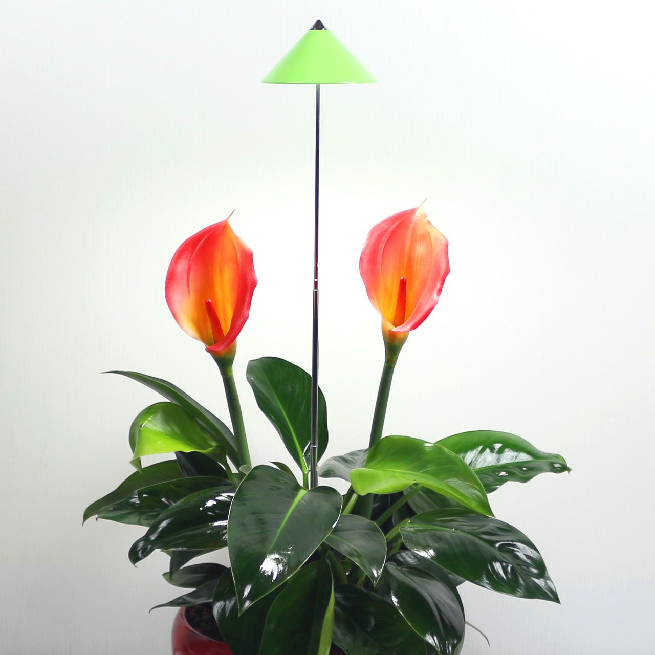 A3757_LED-Pflanzenlampe_SUNLiTE_gruen_1_1280x1280.jpg A3757_LED-Pflanzenlampe_SUNLiTE_gruen_1_1280x1280.jpg